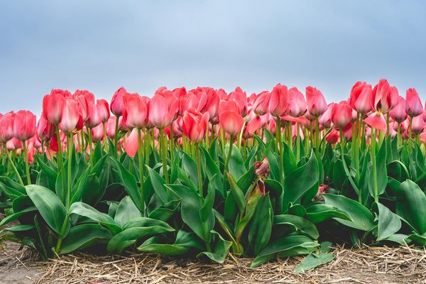 Comment préparer le sol de votre jardin pour la plantation de graines